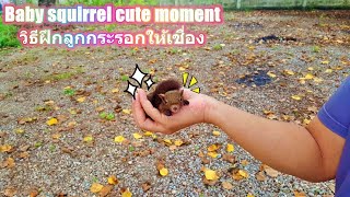 Baby squirrels cute moment : วิธีฝึกลูกกระรอกให้เชื่อง