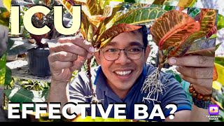 GAANO KA-EFFECTIVE ANG ICU | MGA CROTON PLANT CARE TIPS SA DULO NG ROAD 8