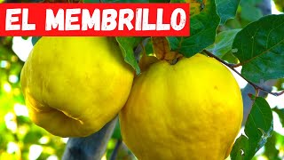 EL ARBOL del MEMBRILLO. DESCUBRE todo SOBRE el  MEMBRILLERO