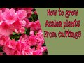 How to grow Azalea plants from cuttings