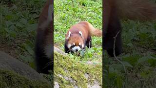 ランマル初夏のてくてく歩き202405 #レッサーパンダ #redpanda #多摩動物公園