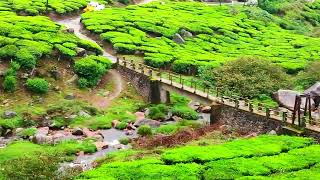 MUNNAR MONSOON BEAUTIFULL VIEW