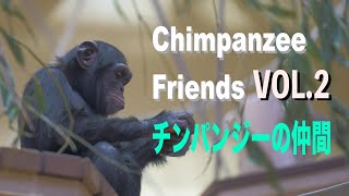 チンパンジーの仲間たち#2：Chimpanzee friends　#Chimpanzee #東山動物園VLOG