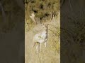 Giant White Fallow deer hunting in New Zealand with Exclusive Adventures New Zealand