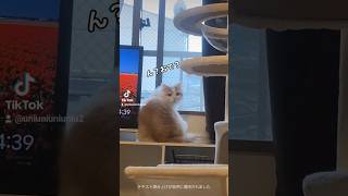 名前を呼ぶと返事して来てくれる子猫 #ラガマフィン #cat #猫動画 #子猫 #イヤホン推奨 #音量注意 #癒し