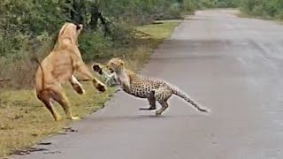 Lion Attacks Leopard in Road