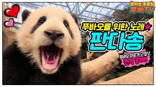 Baby Panda Song │Everland Kids Song