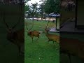 Sika deer fight