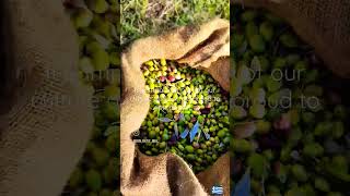 Olive oil harvest. #kalamata #greece #olive #oil #peloponnese #healthy #lifestyle #travel #explore