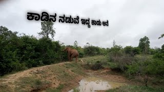 ಕಾಡಿನೊಳಗೆ ಕಾಡು ಆನೆಯ ಹುಡುಕಾಟ 🐘🐘🐘🐘