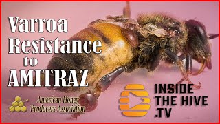 Varroa mite resistance to Amitraz  - America Honey Producers Association - Apiaries in danger?