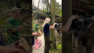 WATCH Hand feeding New Zealand Wild Goats 🐐 #wildlifebeauty #wildlife #goat #fyp #shorts