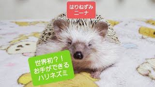 世界初？！お手ができるハリネズミ！