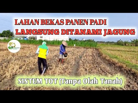 TANAM JAGUNG SISTEM TOT (TANPA OLAH TANAH) - YouTube