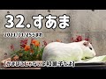 モルモル総選挙を開催します！【足立区生物園】