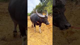 Big black buffalo healthy animals #animals #viral #shorts #cow #bull #buffalo