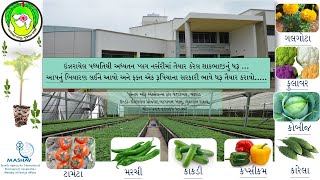 Plug Nursery Center of Excellence for vegetable, Vadrad. કૃમિ તથા રોગ જિવાતો થી મુક્ત ધરૂ.