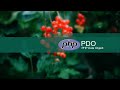 How To Use PDO (PHP  Data Objects) to Integrate MySql Database | PHP Object Oriented Programming