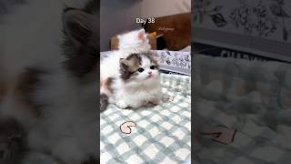 A 40-day growth diary of the Munchkin kitten #catvideos #kitten #cat #cute #catshorts #meow