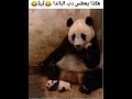 هكذا يعطس الباندا 🐼