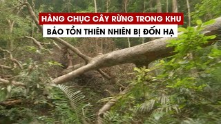 Hàng chục cây rừng trong Khu bảo tồn thiên nhiên Bắc Hướng Hóa bị đốn hạ