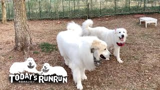 シャンプーの直後だという自覚がないルンルンとアランです　Great Pyrenees　グレートピレニーズ