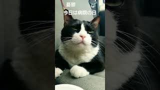 【野良猫・保護猫】憂鬱、今日は病院の日 #shorts