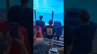 Orca Jump! 60FPS in SeaWorld
