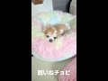 犬に初めて催眠術をかけてみたら何と！ shorts