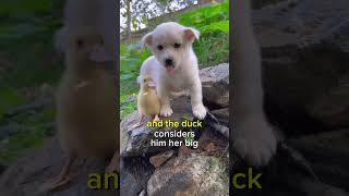 Dog's friendship with a duckling ❤ #dogs #petlovers #duck #cutedog