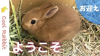 【うさぎ】生後40日目の新しい家族をお迎えしました！赤ちゃんウサギがかわいい♡【ネザーランドドワーフ】Rabbit vlog #3