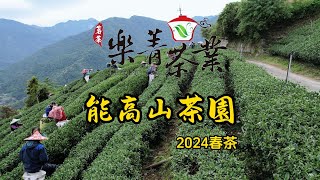 樂菁茶業  能高山茶園空拍 2024春茶採茶