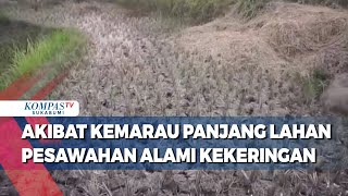 Akibat Kemarau Panjang Lahan Pesawahan Alami Kekeringan