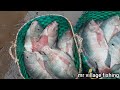 রুই মাছ এত দাম mass bazar big rui and tengra fish in bazar