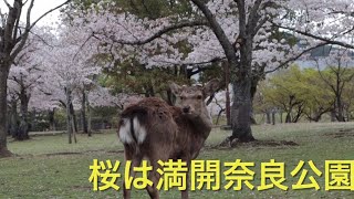 Nara  Japan 桜が満開の奈良公園。桜と鹿は今しか無い。　@komechan1718