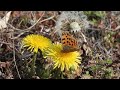 春の兆しと野鳥　2月末 sign of spring and wild birds end of february in japan