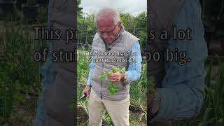 Celery Harvest #gardeningtips