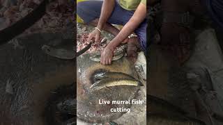 Live viral fish cutting video #shorts