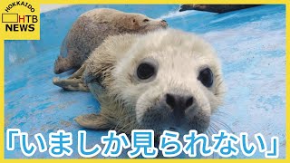 「いましか見られない」ふわふわもふもふゴマフアザラシの赤ちゃん公開　北海道・稚内市