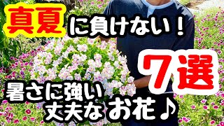 ■真夏のお花『７選❣️』暑さに強い丈夫なお花🌱