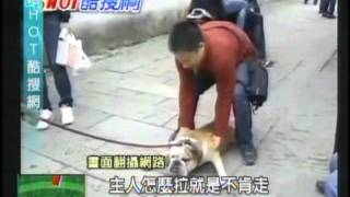 我不依!!牛頭犬耍賴躺大街 路人圍觀笑翻天