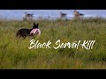 RARE black Serval killing a flamingo - 4k