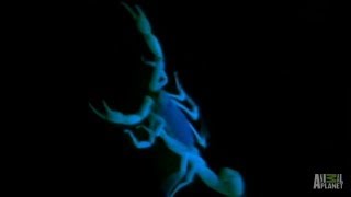 Venomous Scorpion Invasion | Infested!