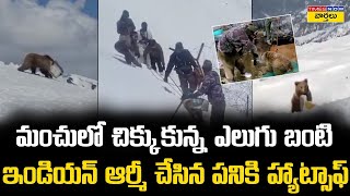 మంచులో చిక్కుకున్న ఎలుగు బంటి || Indian Army rescue a baby bear || Times Now Varthalu