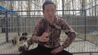 338-马犬的繁殖年龄上限是多少