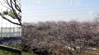 ゆめ牧場　今日の桜