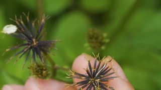 小时候最讨厌的植物之一：鬼针草，居然有着“金盏银盘”这么好听的别名，你们那怎么叫它呢？