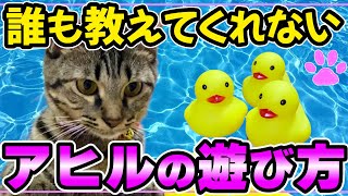 【子猫】お風呂に浮かぶアヒルは〇〇するだけで…[Kitten] Here's how the cat reacted to the duck...【やってみた 遊び方 企画 反応】