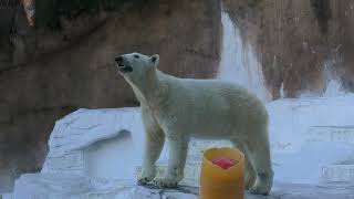 ホウちゃん 最初は少し鳴いている様子もありましたが昨日に比べればかなり落ち着きを見せています 🐻‍❄️天王寺動物園のホッキョクグマ