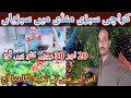 Sabzi ka kaam srou kar deyia mena | Vegetable Business Ideas |karachi sabzi mandi rates